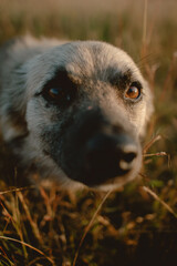 Close up of stray white brown dog looking and walking to camera, staying at dry grassland alone. 