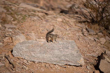 Harris' Antelope Ground Squirrel (Ammospermophilus harrisii), Arizona - 708637304