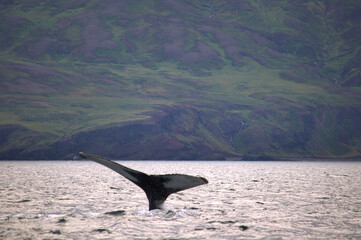 Whale diving in the artic sea near Húsavík