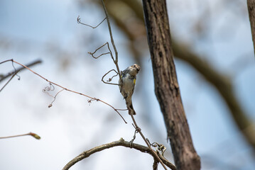 Yellow Rumped Warbler