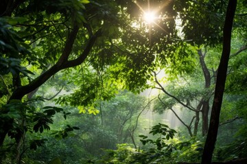 Lush green forest canopy under soft sunlight