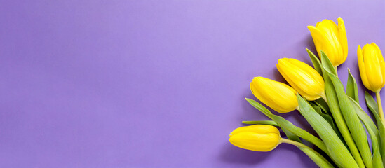Bunte Tulpen vor farbigem Hintergrund mit Textfreiraum 