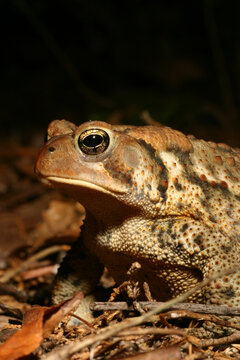 Profile view of the side of the face of an American Toad (Anaxyrus americanus).  It appears to have a frown on its face. 