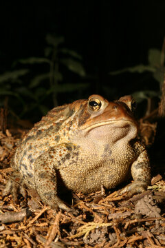 A large, round American Toad (Anaxyrus americanus) sitting on the forest floor with a grumpy look on its face. 
