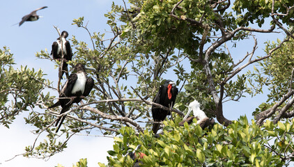 Photo of a magnificent frigatebird