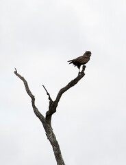 Photo of a brown snake eagle on a tree