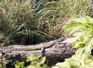 A photo of Nile monitor