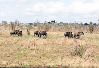 A view of several Wildebeest