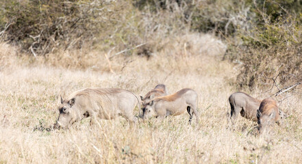 Fototapeta na wymiar A photo of a common warthog