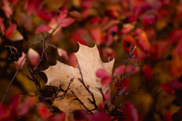Maple leaf in red leafs surroundings