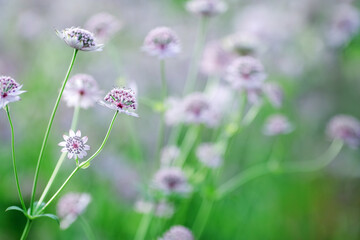 Blooming plant Astrantia major