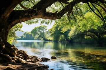 Tranquil riverbank framed by overhanging trees, a peaceful natural vista