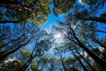 Fototapeta premium Looking up at the tops of tall trees in a forest