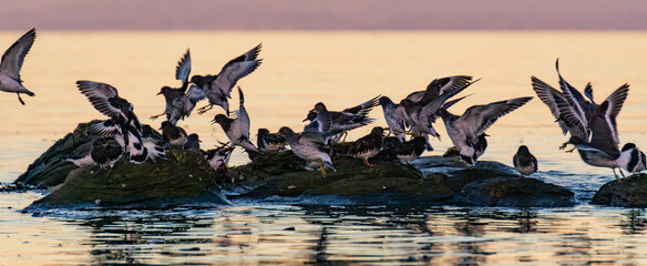 Wild birds at a rocky shore of Port Hardy in Vancouver Island, British Columbia, Canada