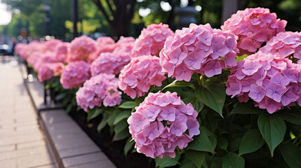 Fototapeta premium pink flowers in a garden
