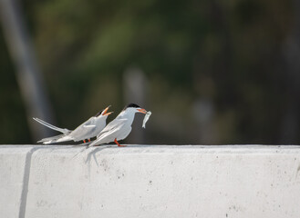 Fototapeta premium Forster's Tern