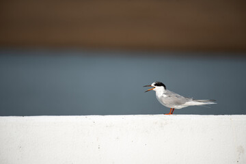 Forster's Tern