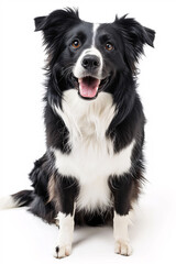 Border Collie dog isolated on white background