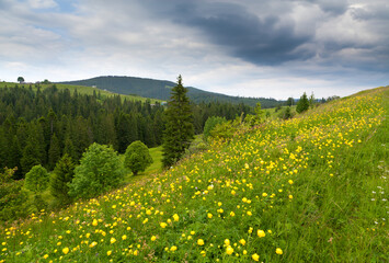 Mountain landscape with dright meadow and panoramic view of mountain range and spruce forest. Ukraine, Carpathians.