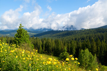 Bright yellow flowers on the background of mountains and spruce forest, blue sky with fluffy clouds.