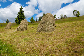 Hay in stacks on the mountain meadow, giant spruce tree and blue sky with fluffy clouds. Ukraine, Carpathians.