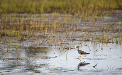 Greater Yellowlegs
