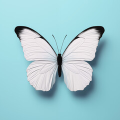 Black-white butterfly on blue background