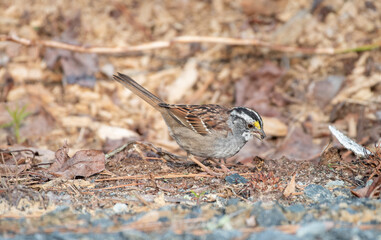 White Throated Sparrow