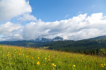 Mountain meadow with yellow flowers, blue sky with fluffy clouds.