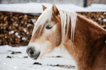 beautiful haflinger horse breed in the snowy alps in winter