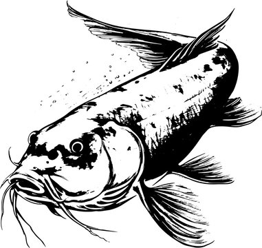 recommend clip art: Illustration of catfish. 