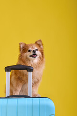Small fluffy German Spitz dog is ready for summer holidays, sitting on a suitcase. Cute, cute red puppy funny smiles sticking out his tongue in anticipation of the upcoming triptrip
