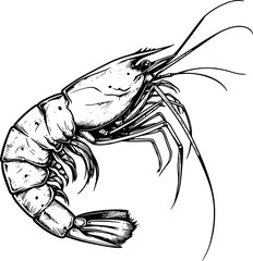 King prawn, design for seafood restaurants, logo, menu, packaging, etc. Sketch style, vector illustration.