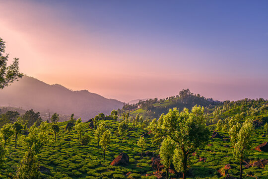 Take a moment to escape the chaos of the city and immerse yourself in the tranquil beauty of this lush green hillside.