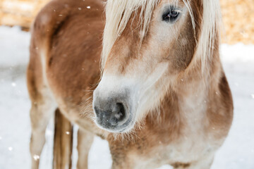 portrait of a beautiful haflinger horse breed in the snowy alps in winter