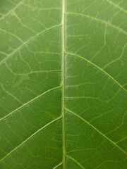 green leaf texture