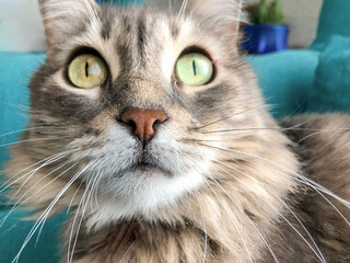 closeup portrait of a gray tabby cat