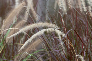 Pennisetum pedicellatum, grass flower in Autumn