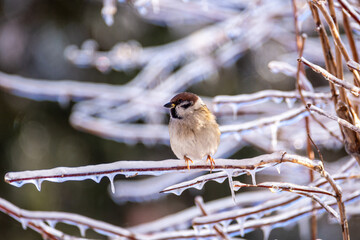 Little sparrows sit on icy branches in a city park. Birds in the city. Icing.