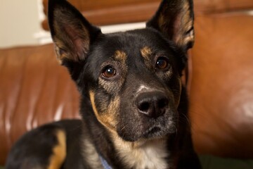 Australian Kelpie portrait