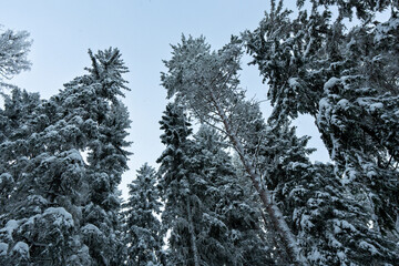Snow covered trees