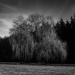 black and white willow tree