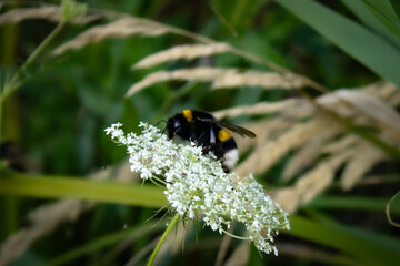 bumble bee on a flower