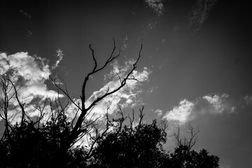 silhouette of a tree black and white