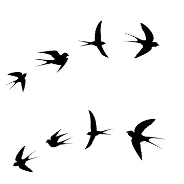Black bird icon flying