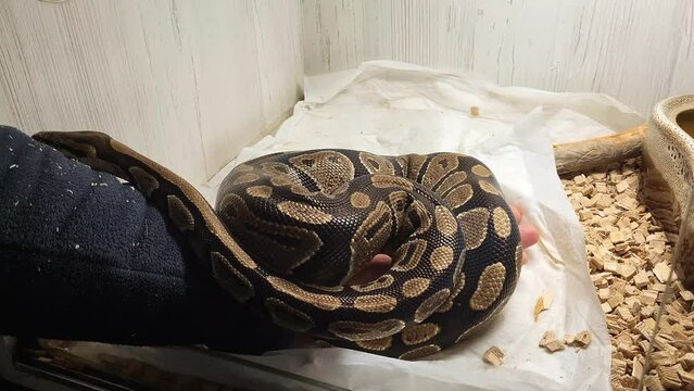 snake