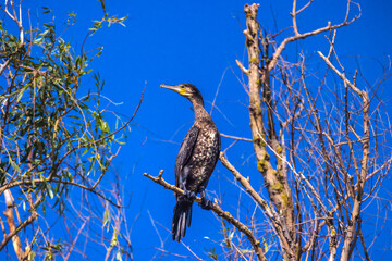 bird on a branch