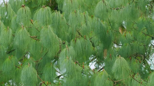 Long Needles Chinese White Pine. Bhutan Pine. Blue Soft Needles Pine. Nature Concept.