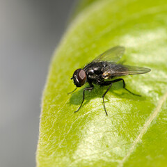 Large fly on a green leaf