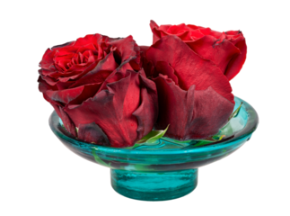 Isolated withered rose blossoms in a glass bowl